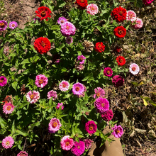 Load image into Gallery viewer, Northern Lights & Candy Cane Zinnia Mix