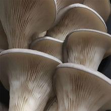 Load image into Gallery viewer, Oyster Plug Spawn
