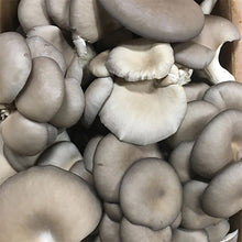 Load image into Gallery viewer, Oyster Plug Spawn