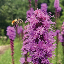 Load image into Gallery viewer, POLLINATOR GARDEN SEED KIT
