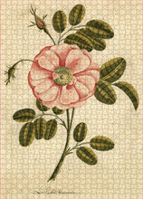Load image into Gallery viewer, John Derian Garden Rose Puzzle