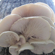 Load image into Gallery viewer, Oyster Plug Spawn