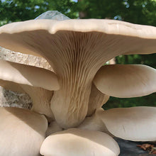 Load image into Gallery viewer, Oyster Plug Spawn