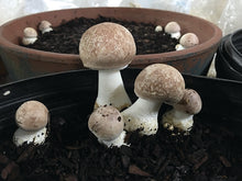 Load image into Gallery viewer, Garden Giant/King Stropharia Mushroom Spawn -5 Lb