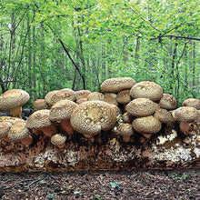 Load image into Gallery viewer, Shiitake Mushroom Fruiting Kit