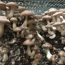 Load image into Gallery viewer, Shiitake Mushroom Fruiting Kit