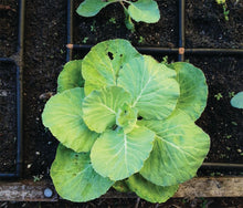 Load image into Gallery viewer, THE GARDEN GRID™ WATERING SYSTEM