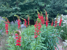 Load image into Gallery viewer, Cardinal Flower (Lobelia cardinalis)
