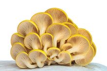 Load image into Gallery viewer, GOLDEN OYSTER MUSHROOM GROWING KIT

