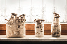 Load image into Gallery viewer, KING OYSTER MUSHROOM GROWING KIT
