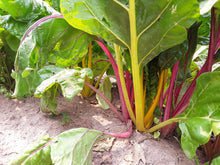 Load image into Gallery viewer, Bright Lights Swiss Chard
