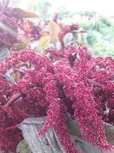 Load image into Gallery viewer, Hopi Red Dye Amaranth
