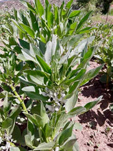 Load image into Gallery viewer, Fava Beans
