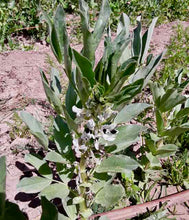 Load image into Gallery viewer, Fava Beans
