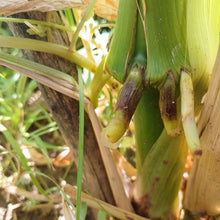 Load image into Gallery viewer, SLIME Corn! << Self-Fertilizing Nitrogen Fixing Trait >>
