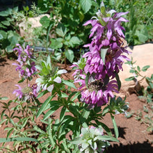 Load image into Gallery viewer, Lemon Bee Balm (Bergamot)
