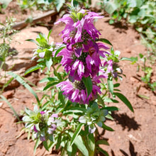 Load image into Gallery viewer, Lemon Bee Balm (Bergamot)
