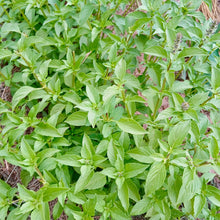 Load image into Gallery viewer, Lemon Basil
