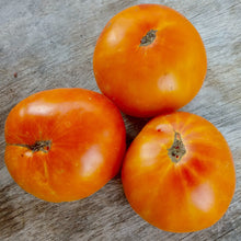 Load image into Gallery viewer, Lofthouse Big Hill Tomato
