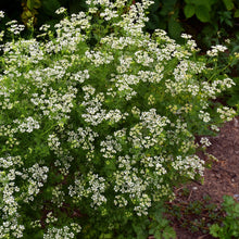 Load image into Gallery viewer, Cilantro, Slow Bolt (Coriandrum sativum)
