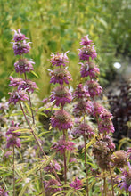 Load image into Gallery viewer, Lemon Bee Balm (Bergamot)
