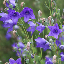 Load image into Gallery viewer, Balloon Flower (Platycodon grandiflorus)
