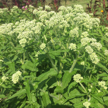 Load image into Gallery viewer, Boneset (Eupatorium perfoliatum)

