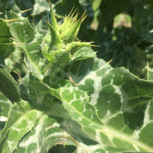 Load image into Gallery viewer, Thistle, Milk (Silybum marianum)
