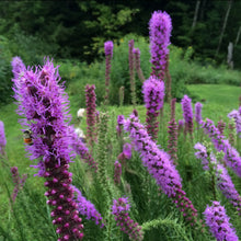 Load image into Gallery viewer, Blazing Star, Dense (Liatris spicata)
