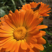 Load image into Gallery viewer, *Medicine Garden Collection* (&quot;Be Well Stocked&quot;)
