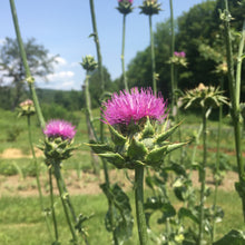 Load image into Gallery viewer, Thistle, Milk (Silybum marianum)
