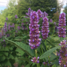 Load image into Gallery viewer, *Tea Garden Collection* (&quot;Steeped in Healing&quot;)
