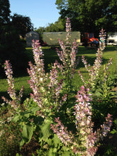 Load image into Gallery viewer, Sage, Clary (Salvia sclarea)
