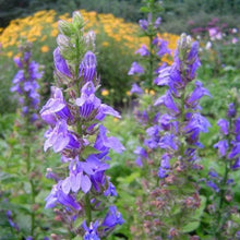 Load image into Gallery viewer, Lobelia, Great Blue (Lobelia siphilitica)
