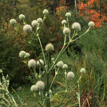 Load image into Gallery viewer, Rattlesnake Master (Eryngium yuccifolium)
