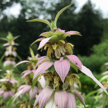 Load image into Gallery viewer, Bee Balm, Spotted (Monarda punctata)
