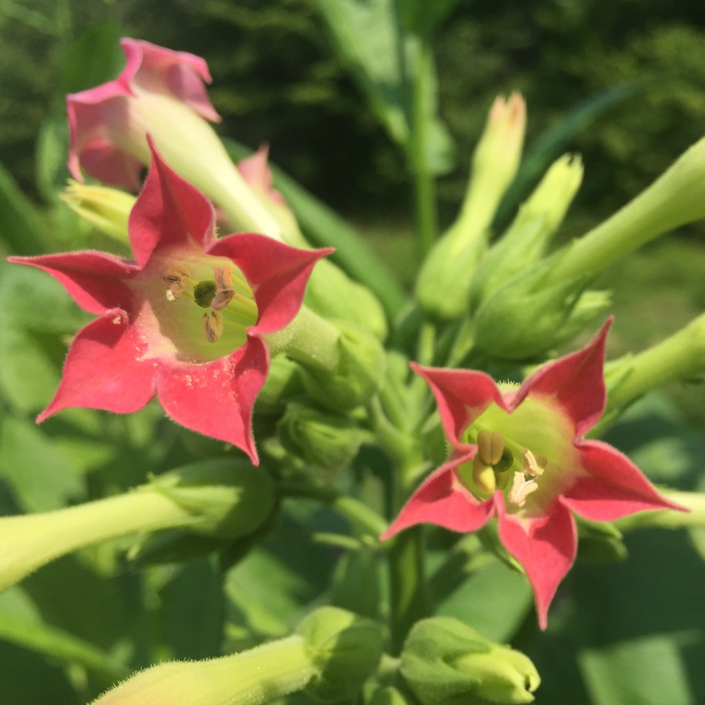 Tobacco, Virginia (Nicotiana tobacum)
