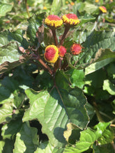 Load image into Gallery viewer, Spilanthes, Official (Acmella oleracea)
