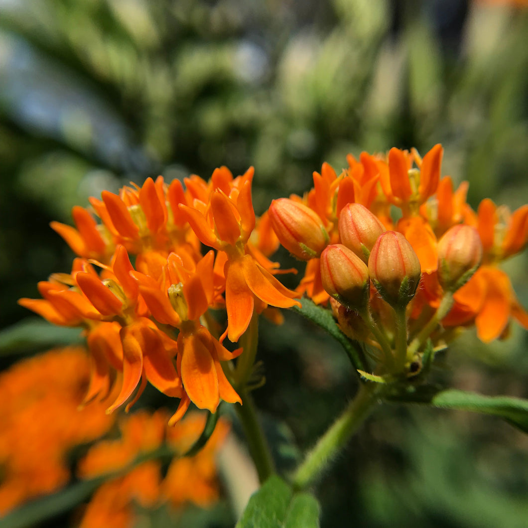 Milkweed, Butterfly aka. Pleurisy Root (Asclepias tuberosa)