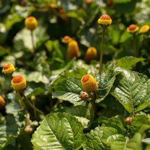 Load image into Gallery viewer, Spilanthes, Official (Acmella oleracea)
