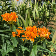 Load image into Gallery viewer, Milkweed, Butterfly aka. Pleurisy Root (Asclepias tuberosa)
