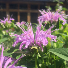 Load image into Gallery viewer, Bergamot, Lavender (Monarda fistulosa)
