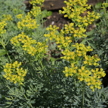 Load image into Gallery viewer, Rue (Ruta graveolens)
