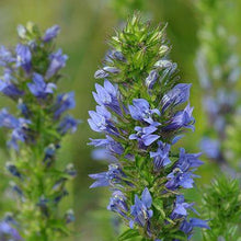 Load image into Gallery viewer, Lobelia, Great Blue (Lobelia siphilitica)
