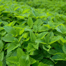 Load image into Gallery viewer, *Tea Garden Collection* (&quot;Steeped in Healing&quot;)
