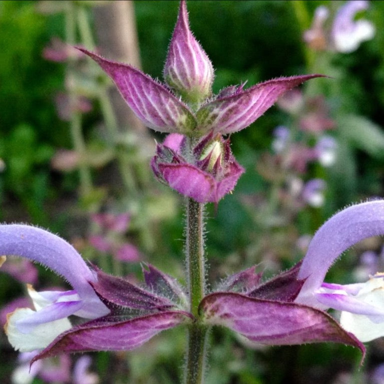 Sage, Clary (Salvia sclarea)