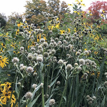 Load image into Gallery viewer, Rattlesnake Master (Eryngium yuccifolium)
