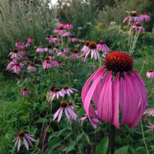 Load image into Gallery viewer, *Medicine Garden Collection* (&quot;Be Well Stocked&quot;)
