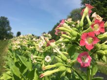 Load image into Gallery viewer, Tobacco, Virginia (Nicotiana tobacum)
