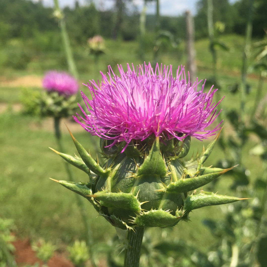 Thistle, Milk (Silybum marianum)